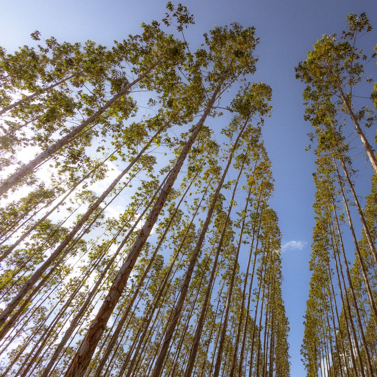 Floresta plantada de eucalipto com árvores altas contra céu azul