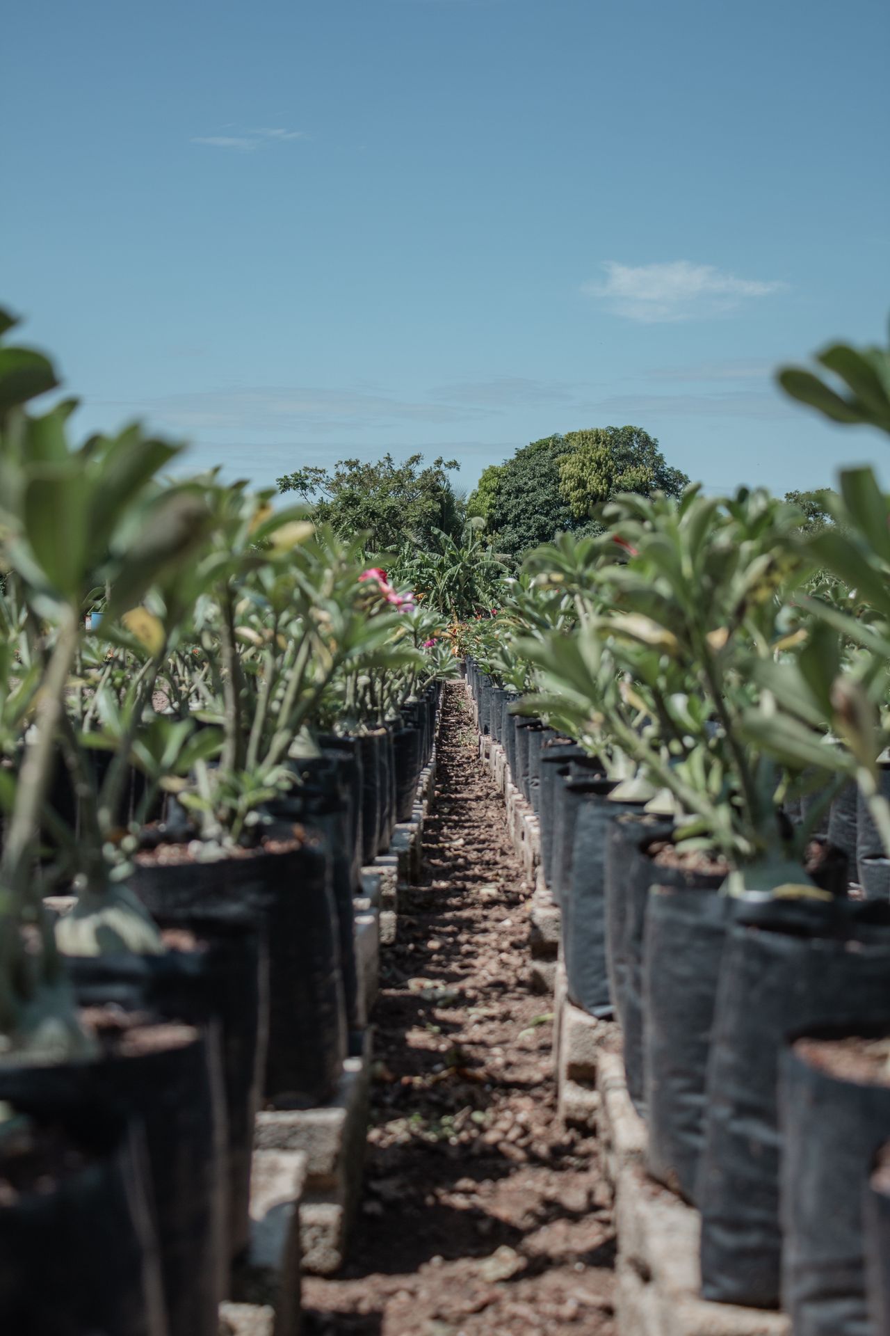 Bandejas de mudas em viveiro florestal organizado