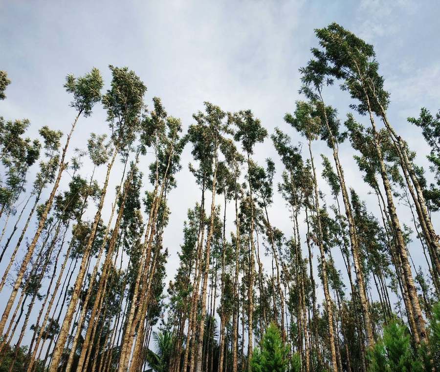 Plantação de eucalipto com árvores altas em fileiras