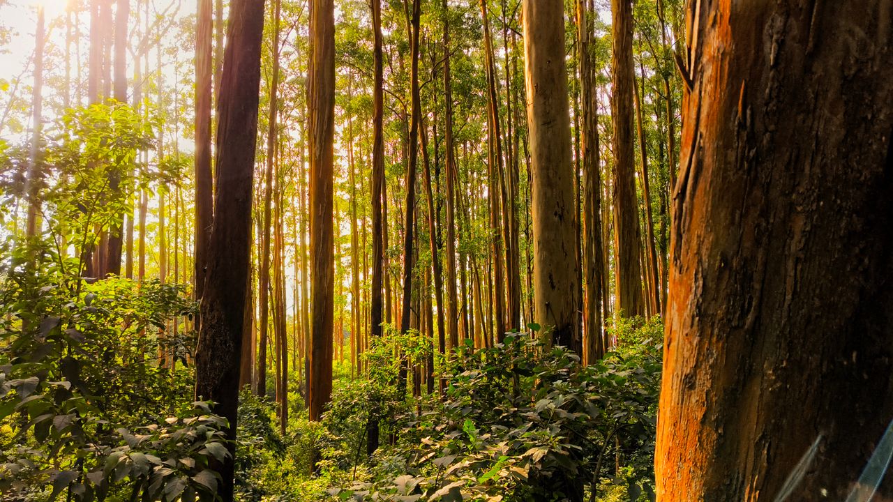 Floresta densa ao entardecer com árvores de eucalipto altas